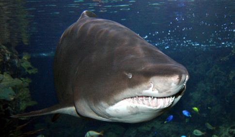 Τα σαγόνια του καρχαρία ταύρου «πιο ισχυρά από του μεγάλου λευκού»